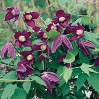 Clematis BRUNETTE