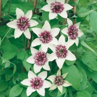 Clematis FLORIDA 'Bicolor'