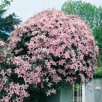 Clematis MONTANA 'Tetrarose'