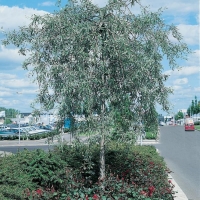 Pyrus SALICIFOLIA 'PENDULA'