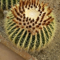 Echinocactus grusonii