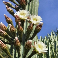 Echinopsis terscheckii