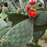 Opuntia tomentosa