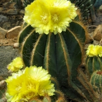 Parodia magnifica