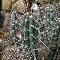 Stetsonia coryne