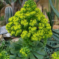 Aeonium arboreum