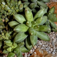 Pachyphytum compactum