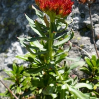 Rhodiola rosea