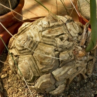 Dioscorea elephantipes