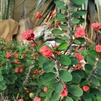 Euphorbia milii  var. splendens