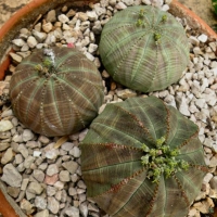 Euphorbia obesa