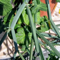 Pelargonium tetragonum