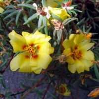 Portulaca grandiflora