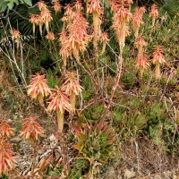 Aloe perfoliata