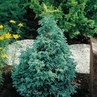 Chamaecyparis PISIFERA 'BOULEVARD'