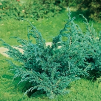 Juniperus SQUAMATA 'MEYERI'