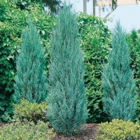 Juniperus VIRGINIANA 'BLUE ARROW'