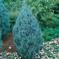 Juniperus VIRGINIANA 'WICHITA BLUE'