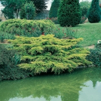 Juniperus x MEDIA 'PFITZERIANA AUREA'