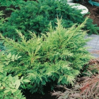 Juniperus x MEDIA 'MORDIGAN GOLD'