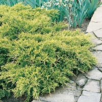 Juniperus x MEDIA 'OLD GOLD'