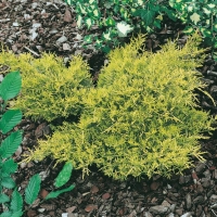 Juniperus x MEDIA GOLD SOVEREIGN<sup>®</sup> 'Blound'