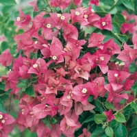 Bougainvillea 'CORAIL'