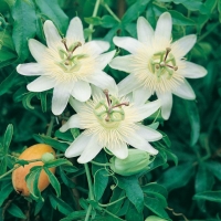 Passiflora 'CONSTANCE ELLIOTT'