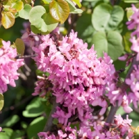 Cercis SILIQUASTRUM (Albero di Giuda)