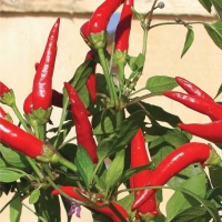 Peperoncino Acrata