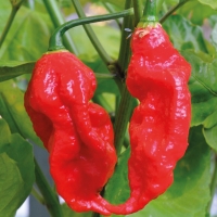 Peperoncino Bhut Jolokia