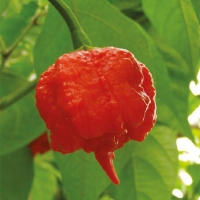 Peperoncino Carolina Reaper