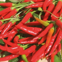 Peperoncino Cayambe