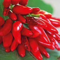 Peperoncino Etna