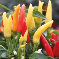 Peperoncino Fuoco della prateria