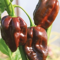 Peperoncino Habanero chocolate