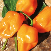Peperoncino Habanero orange