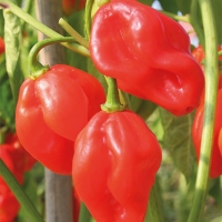 Peperoncino Habanero red