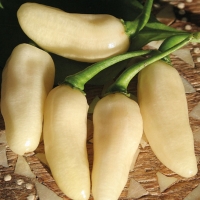 Peperoncino Habanero white