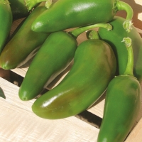 Peperoncino Jalapeno