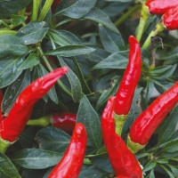 Peperoncino Maya