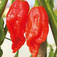 Peperoncino Naga Morich