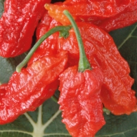 Peperoncino Naga Viper