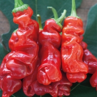 Peperoncino Peter red pepper