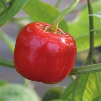 Peperoncino Rocoto