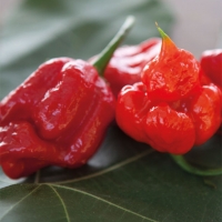 Peperoncino Trinidad moruga scorpion red