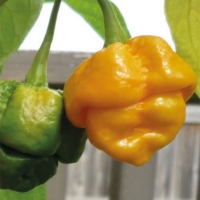 Peperoncino Trinidad moruga scorpion yellow