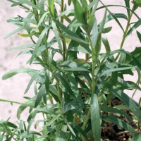 Dragoncello - Artemisia dracunculus