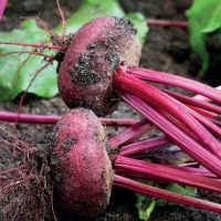 Bietola da orto piatta - Beta vulgaris