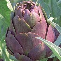 Carciofo violetto di Romagna - Cynara scolimus